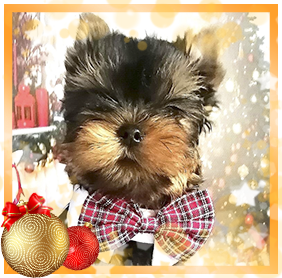 фото Йорка мальчика