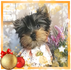 фото Йорка девочки