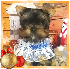 фото Йорка мальчика