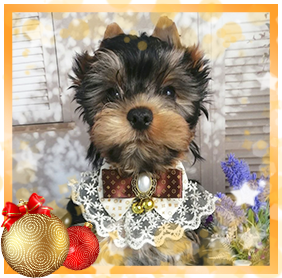 фото Йорка девочки