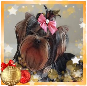 фото Йорка девочки