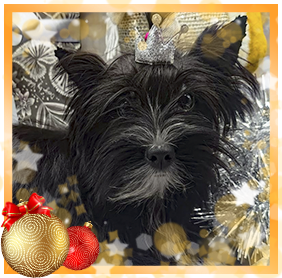 фото Йорка девочки