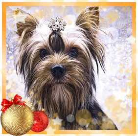 фото Йорка девочки