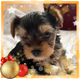 фото Йорка мальчика